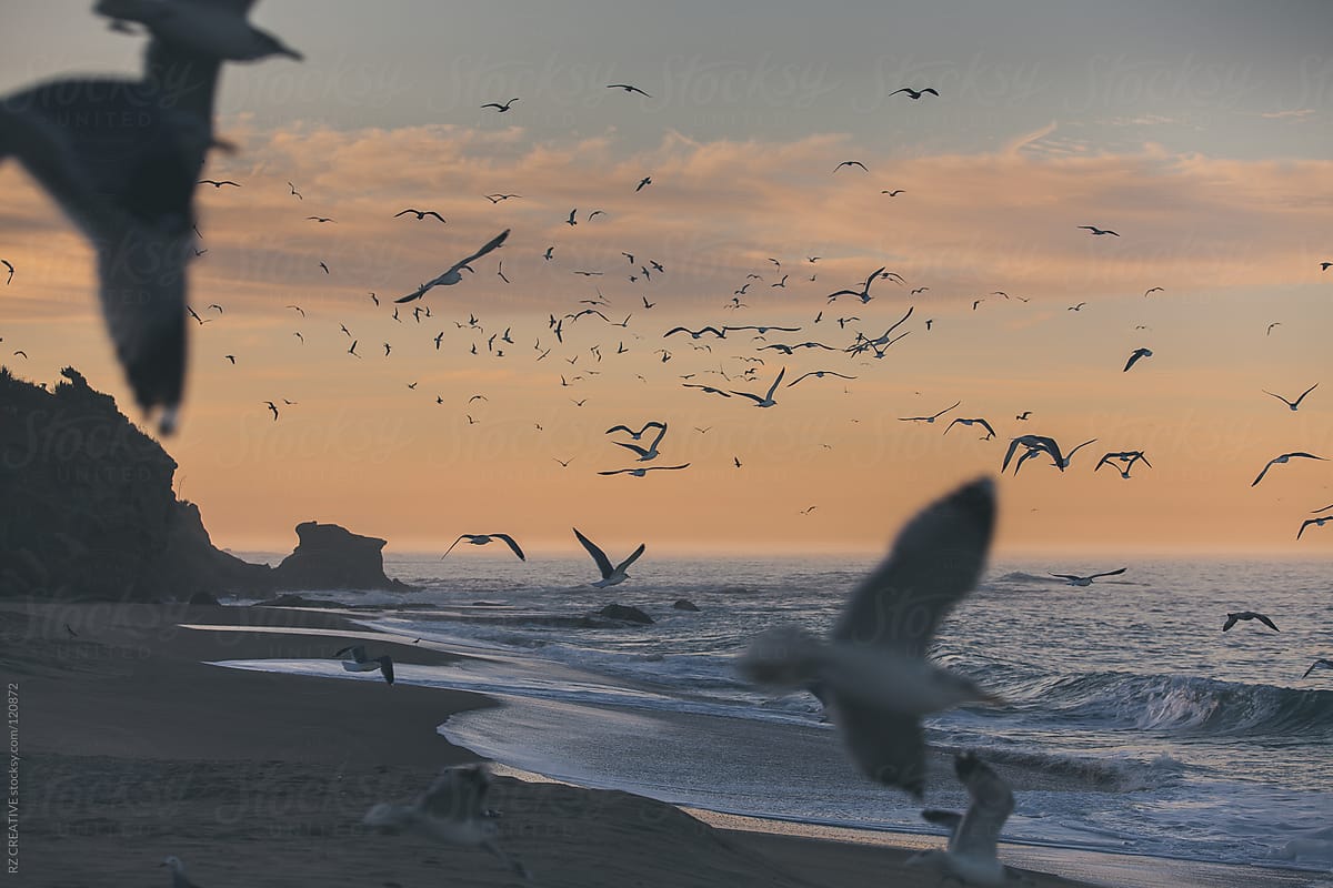 Seagulls in flight over the ocean on a muted fall morning.