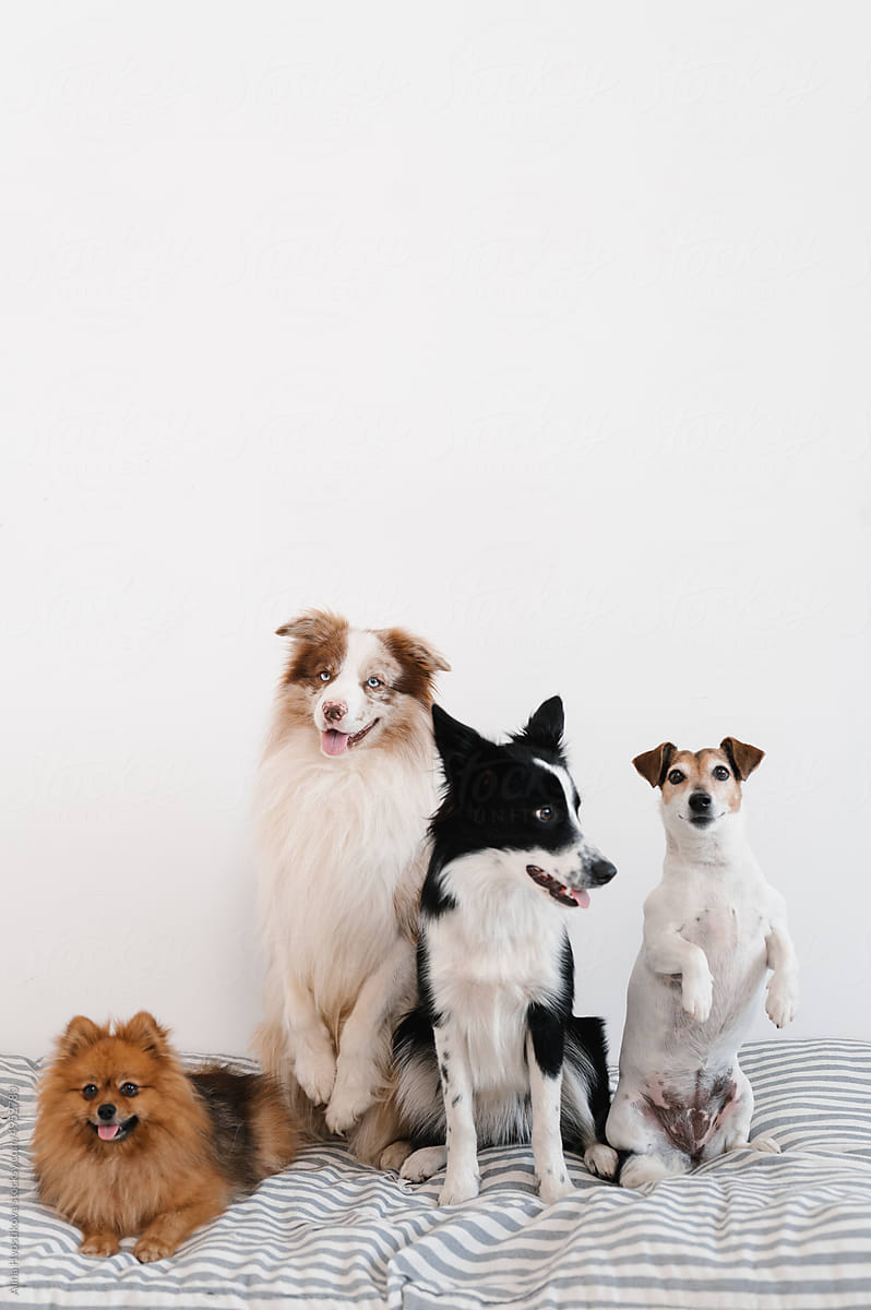 Attentive dogs sitting on mattress