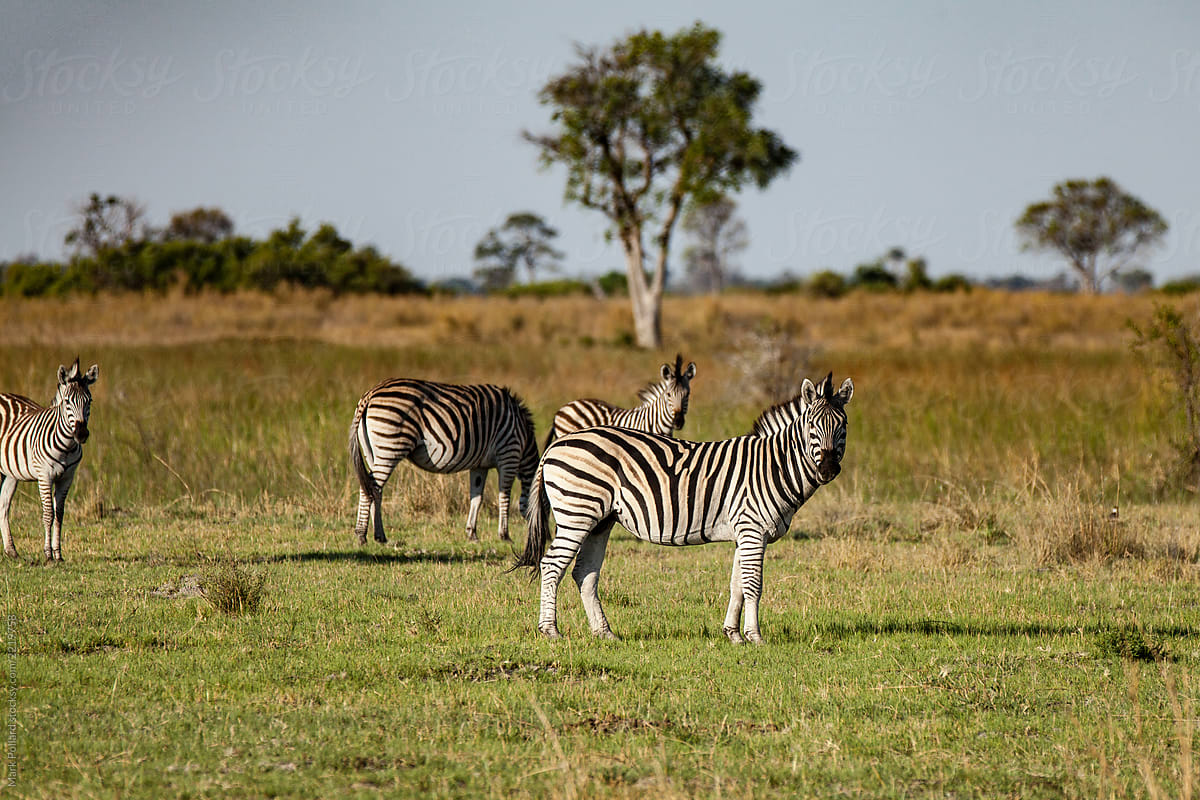 A Zebra Family