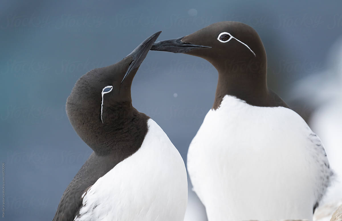 Bridled Guillemots In Its Natural Habitat In Northern Europe