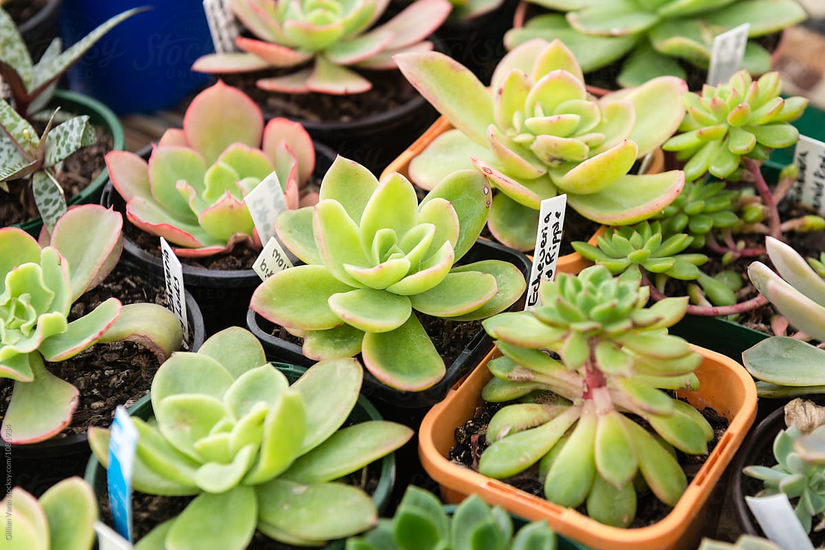 succulents for sale at a market or nursery