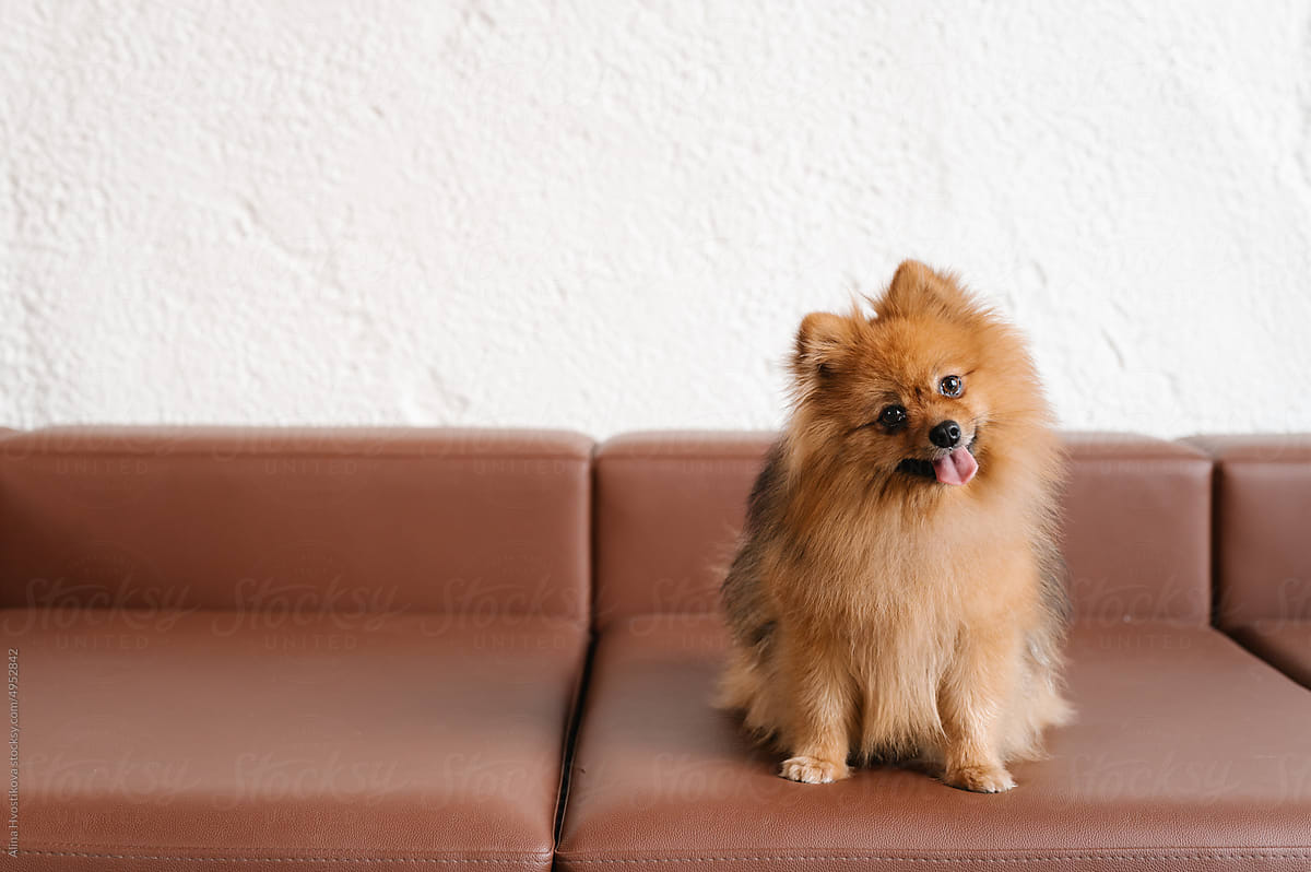 Cute fluffy Spitz on couch