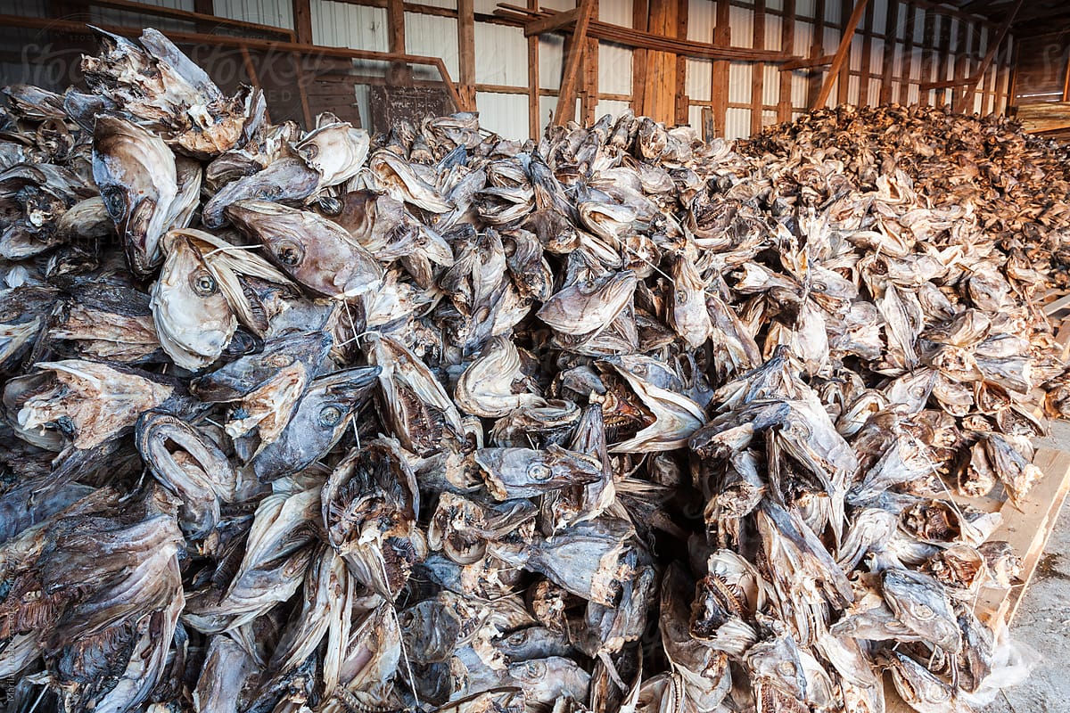 Piles of dried cod heads