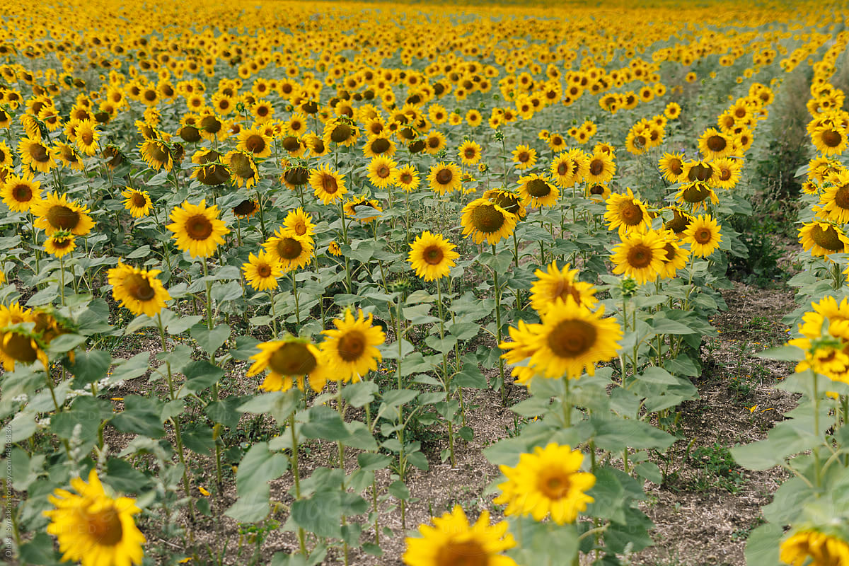 Sunflower meadow