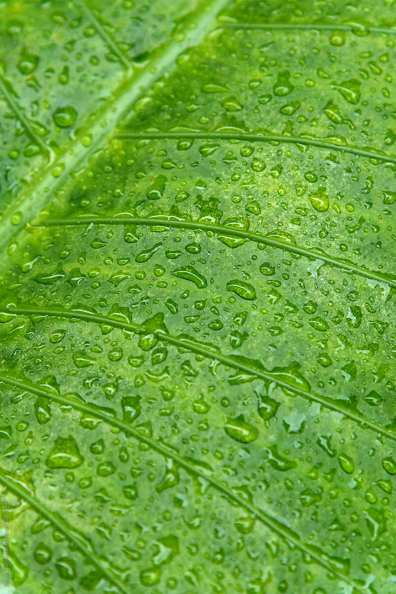 Detail of a green leaf with drops from the rain