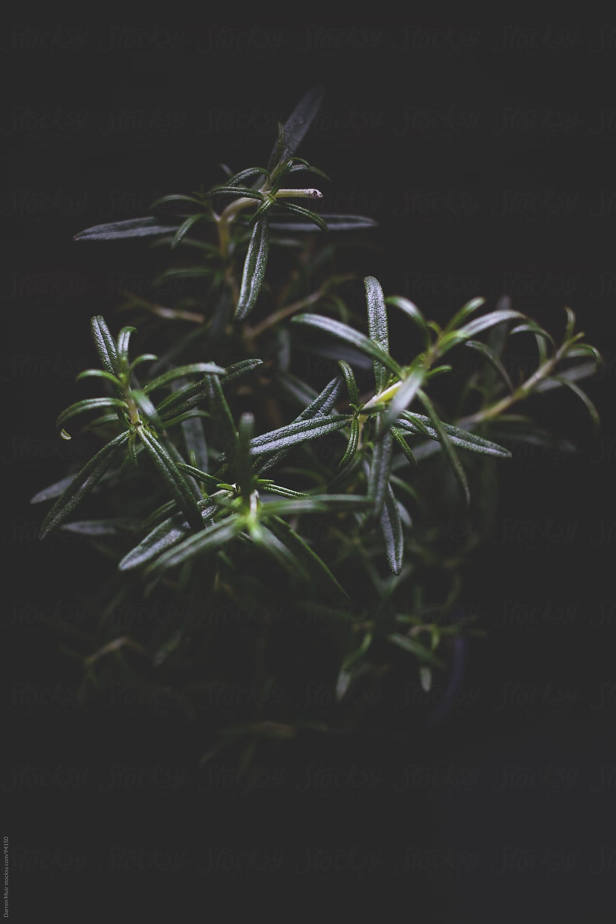 Rosemary plant.