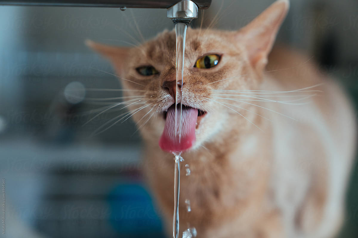 The Abyssinian cat of the fawn color drinks from the tap.