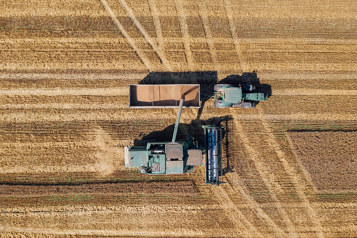 Agriculture: Aerial video of combine harvester offloading wheat