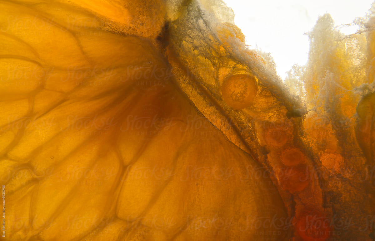 Closeup macro macrophoto slice of orange show interior details o