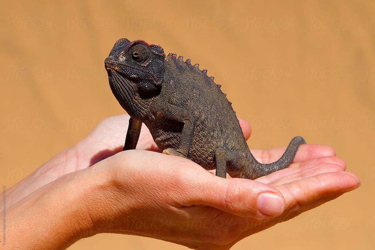 A chameleon sitting on hands