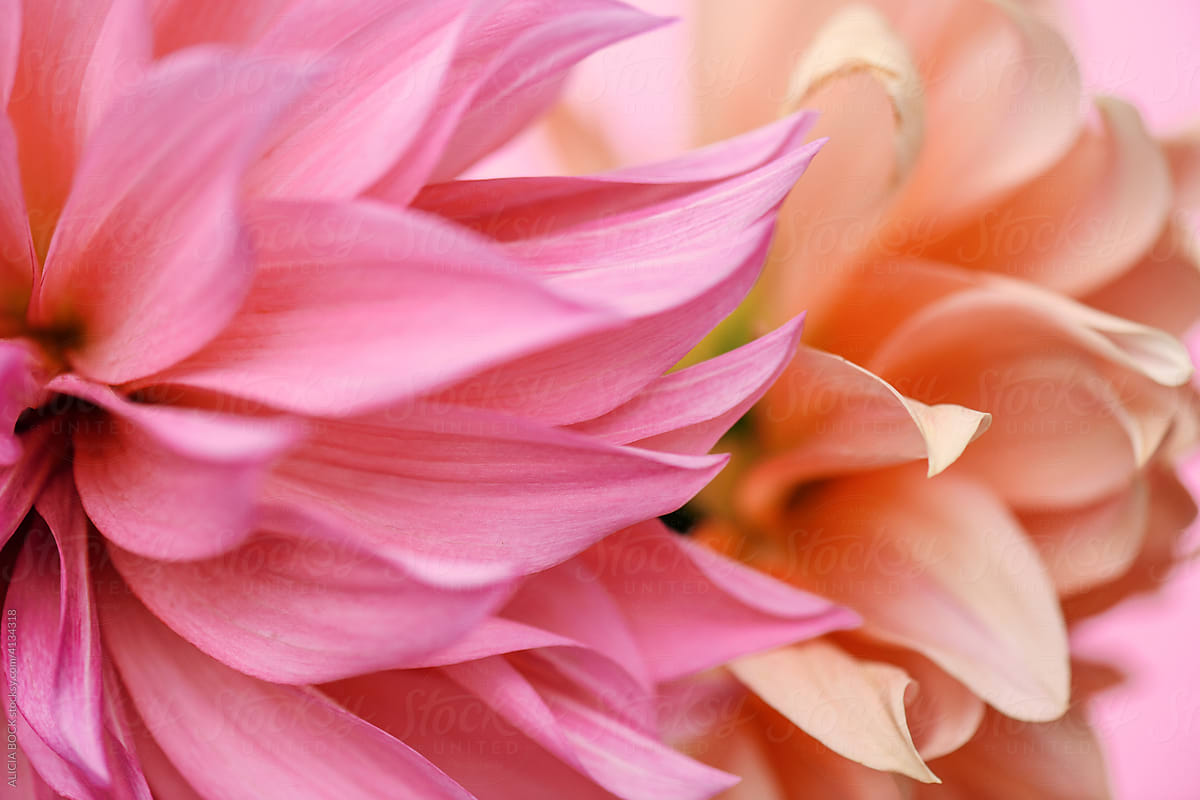 Close Up Of Vibrant Pink And Orange Dahlia Flower Petals