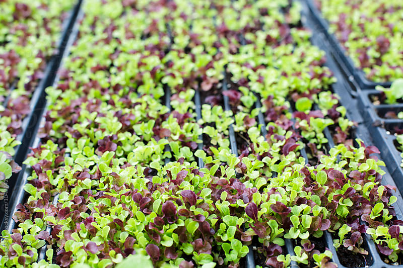 Red and green lettuce seedlings ready for planting