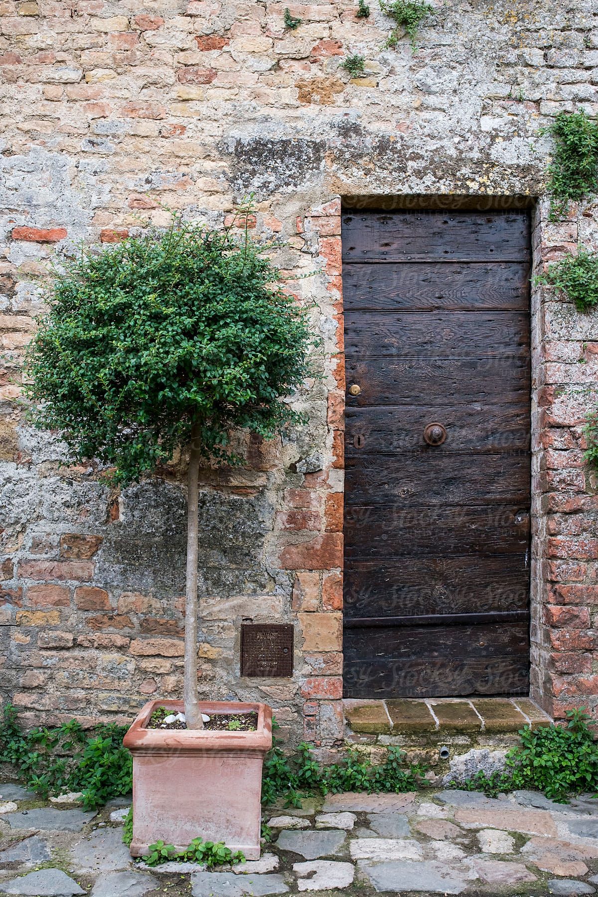 Wooden door in brick wall with potted plant