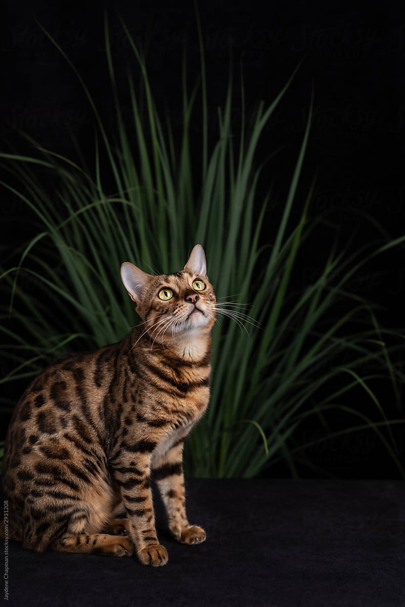 Exotic bengal cat in a dark studio with lemongrass