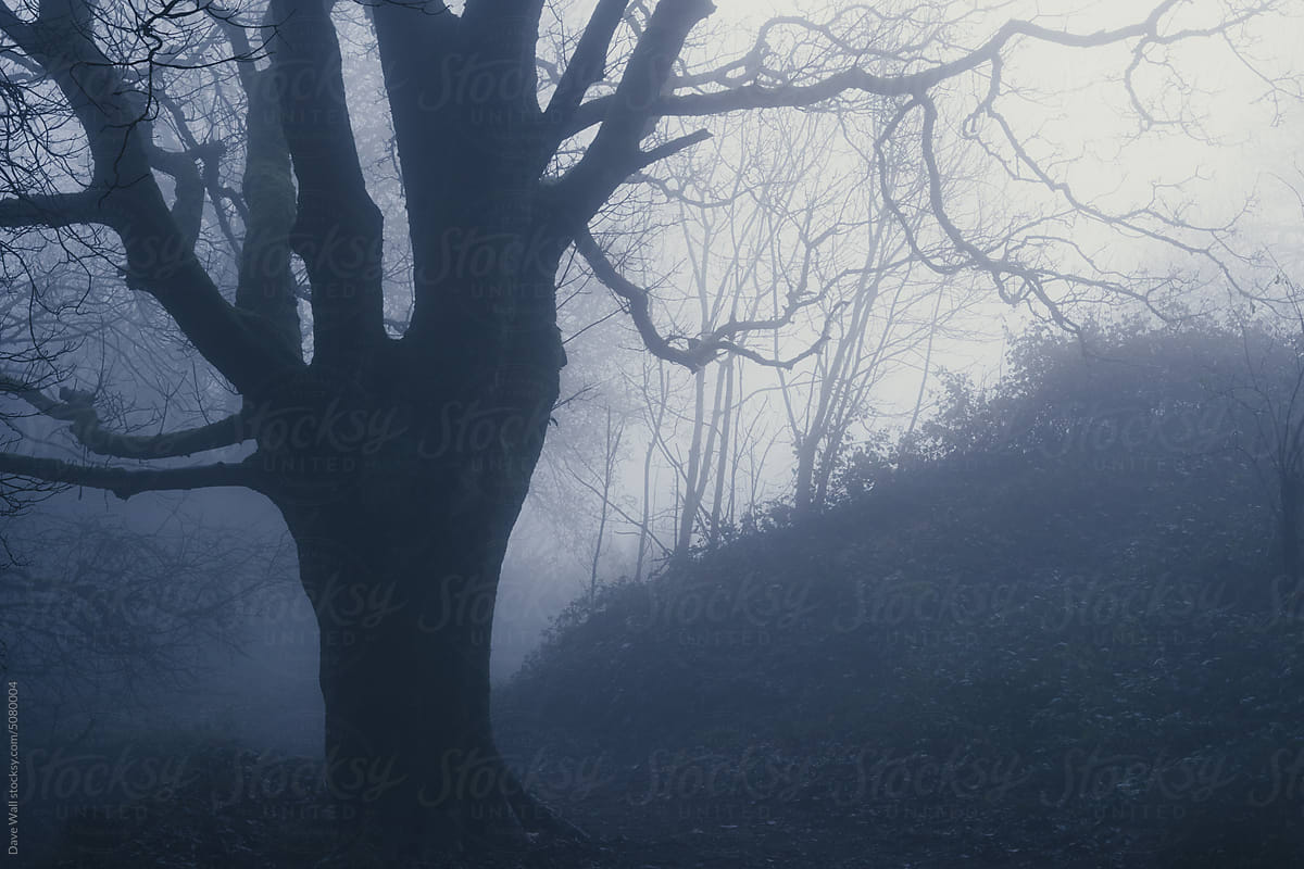 Trees silhouetted in a forest on a foggy day