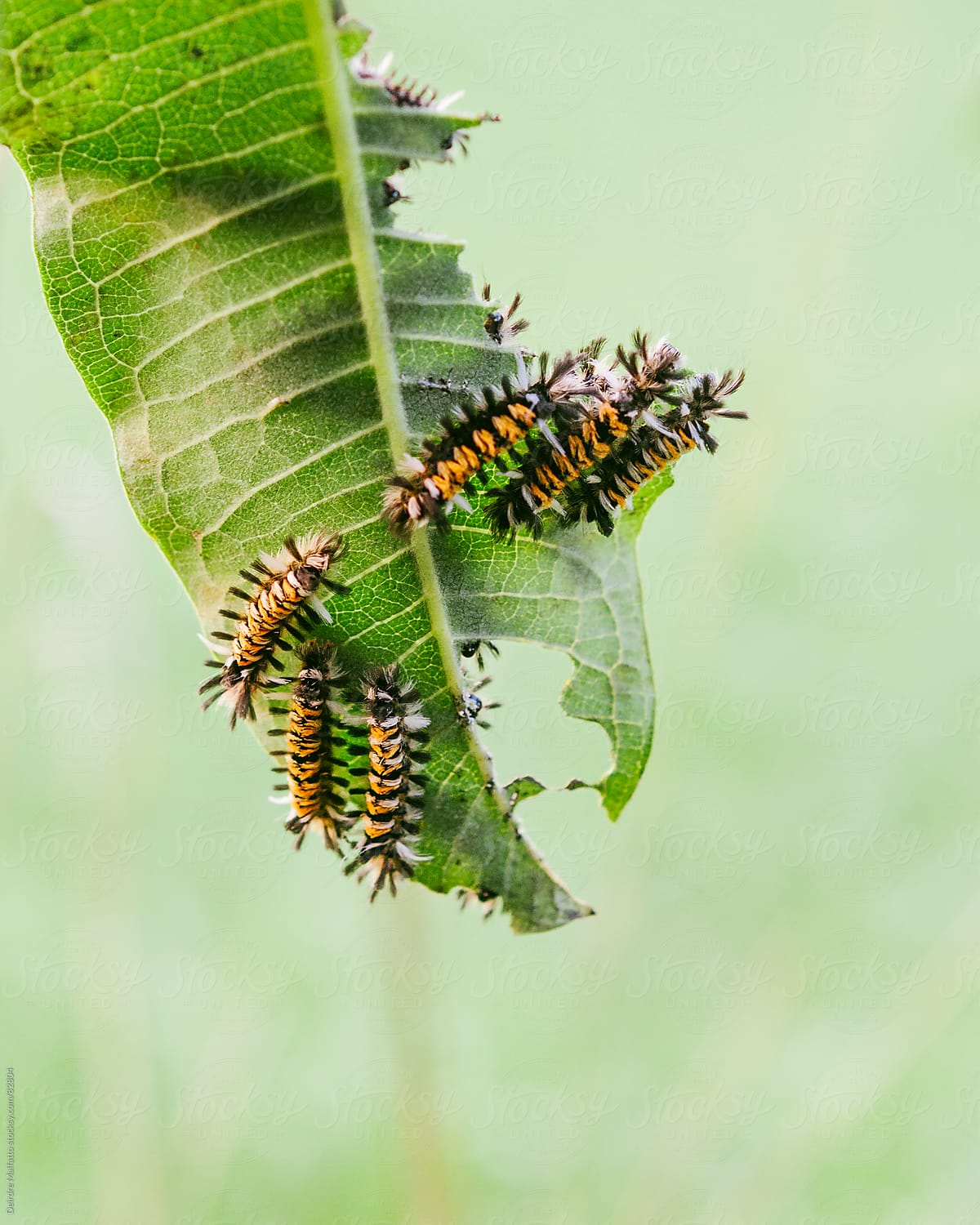 milkweed tussock caterpillars eating a milkweed leaf