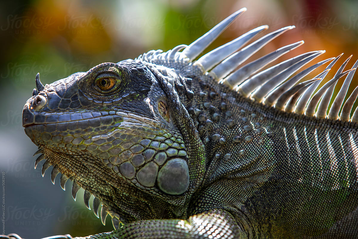 Iguana reptile  in the wild nature Costa Rica