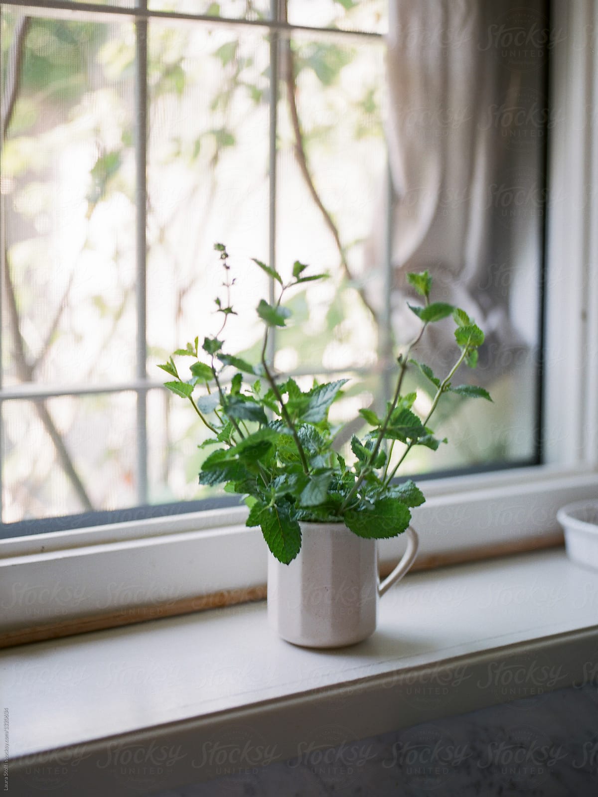 Fresh mint bouquet in porcelain cup on windowsill\
Fresh mint bo