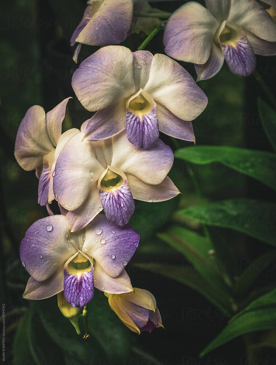 Purple and white Orchids on a long branch