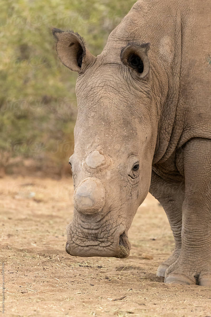 White Rhino with Horn Cut-Off
