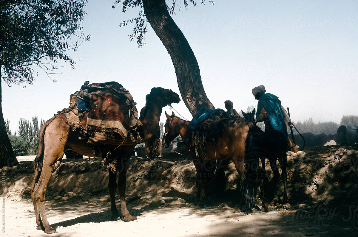 Afghan Men With Horse And Camel