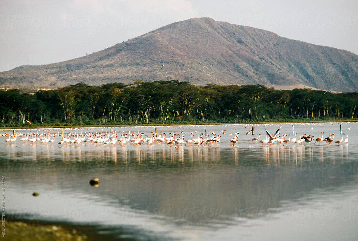 Flamingos in Africa