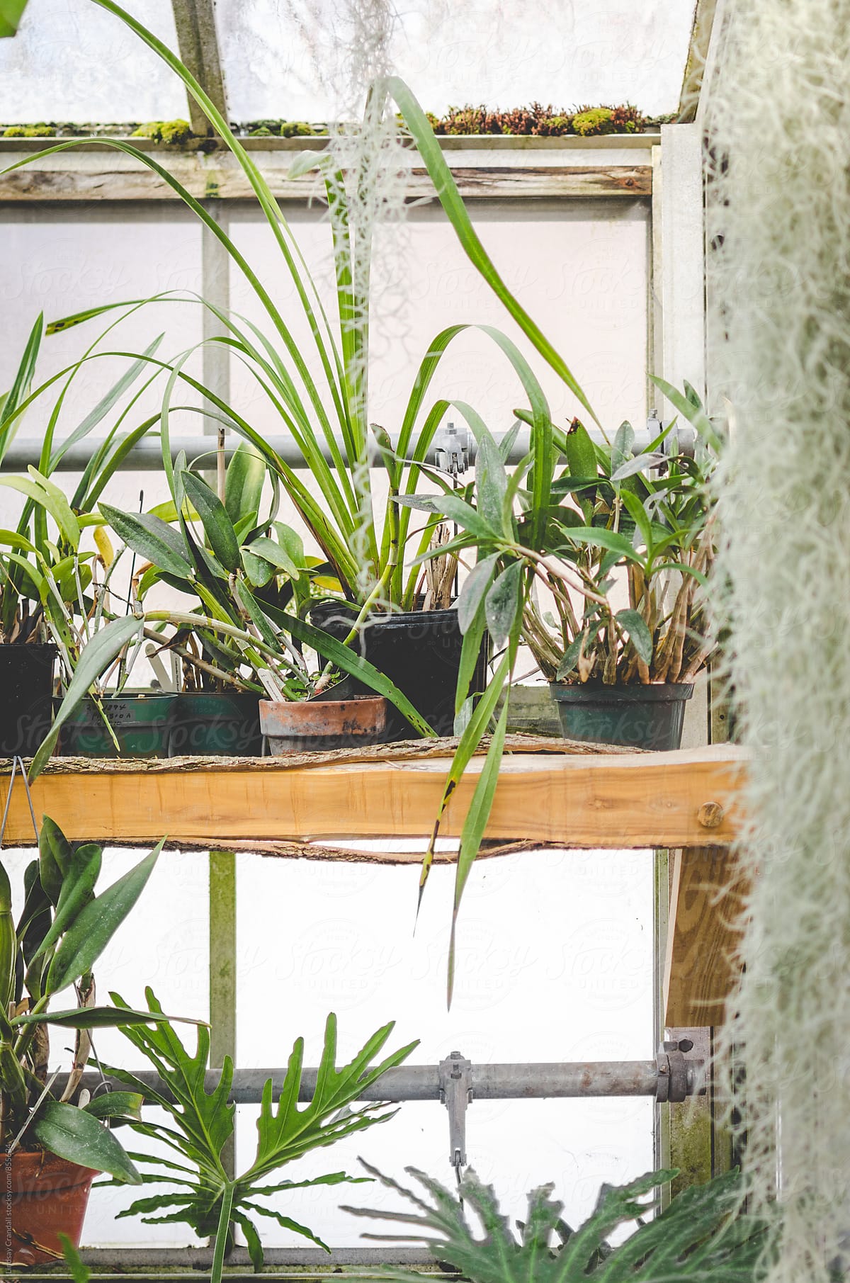 Plants inside a conservatory