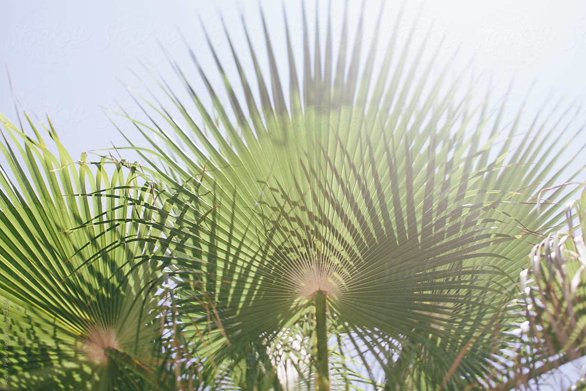 Palm Tree Leaves By Stocksy Contributor Andrey Pavlov Stocksy