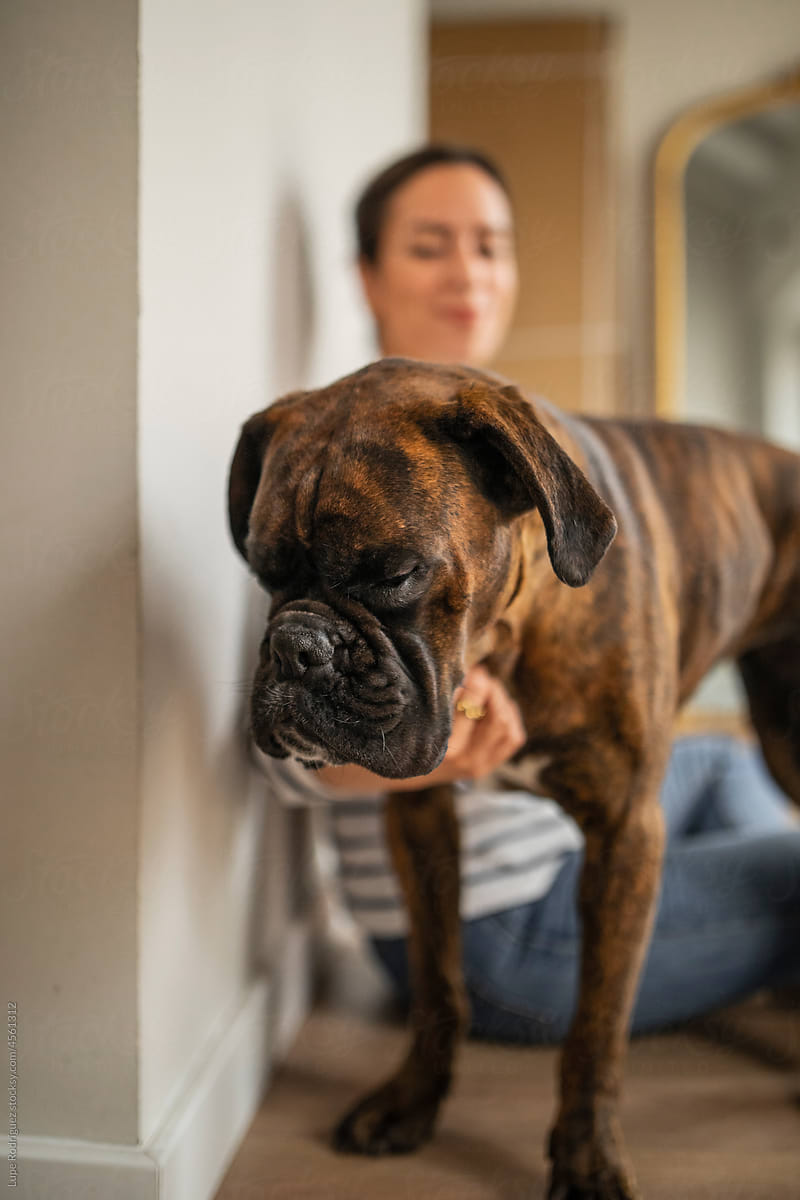 Boxer breed dog with his owner at home
