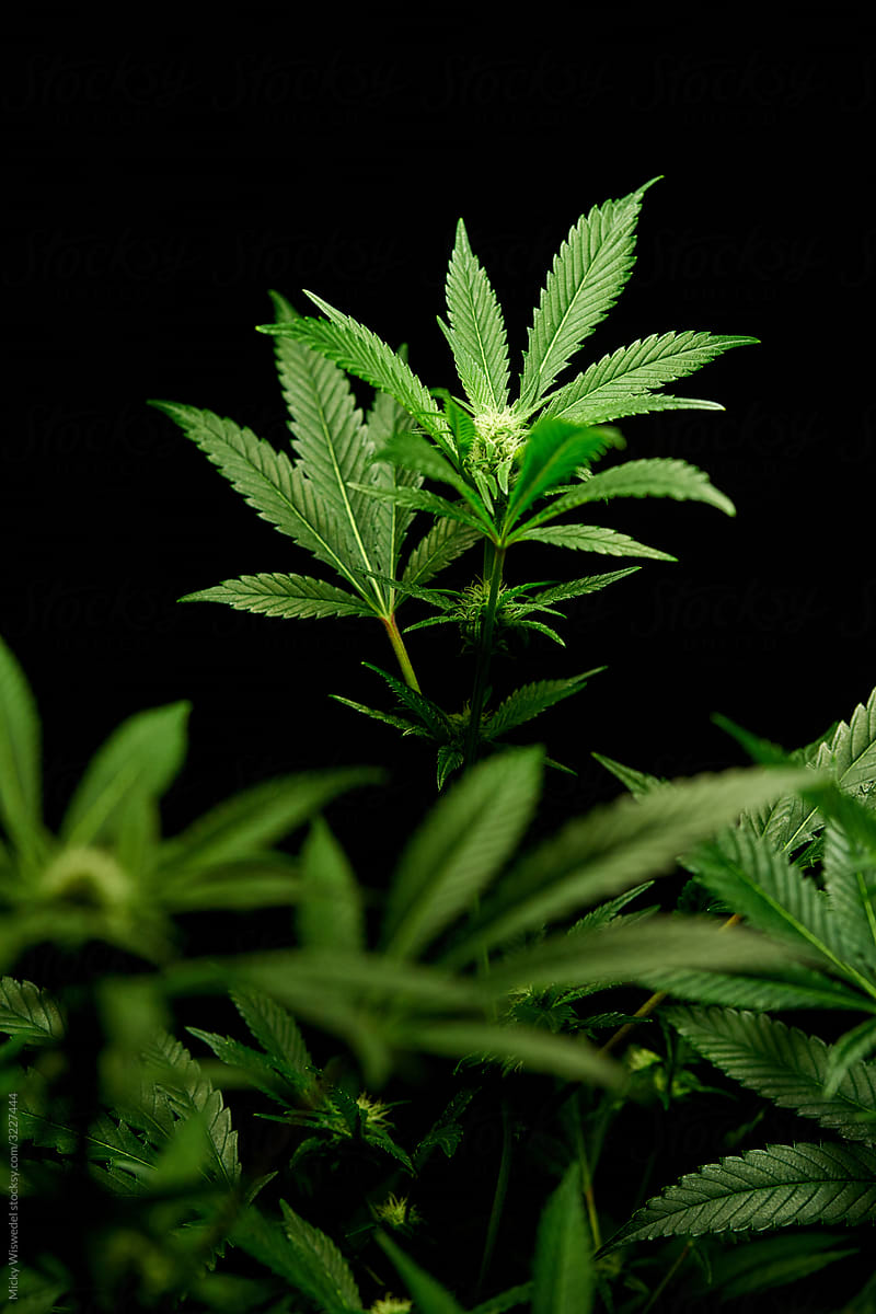 Cannabis plant on black