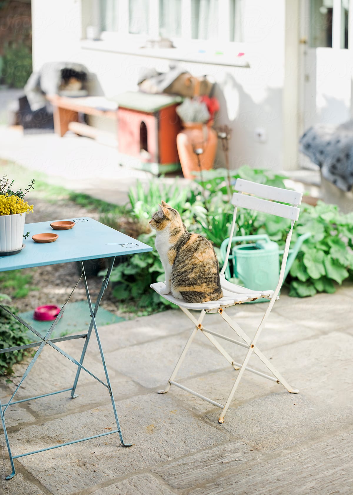 Tabby cat sits at the table in garden