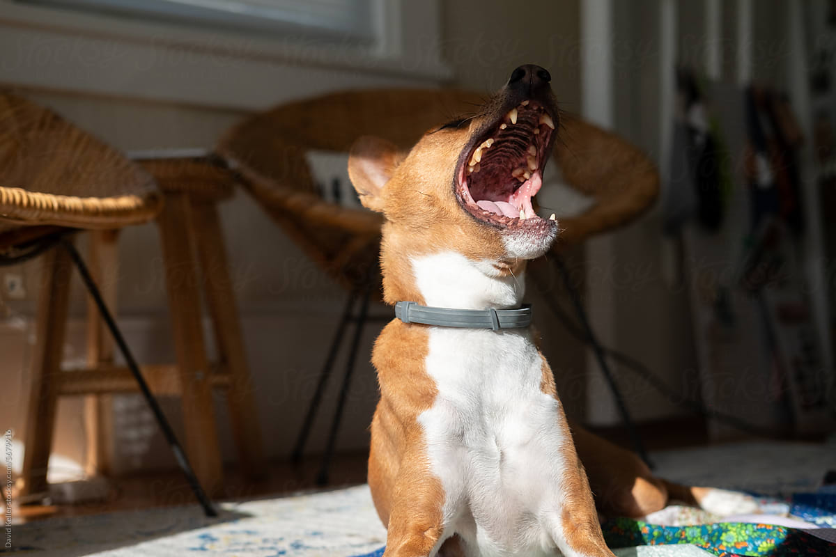 A dog yawning in the sun