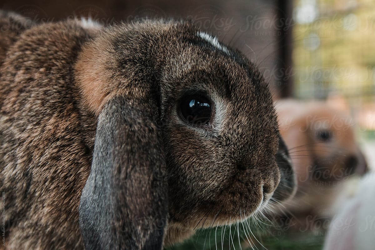 Crazy Bunny Ears by Stocksy Contributor Justin Mullet - Stocksy