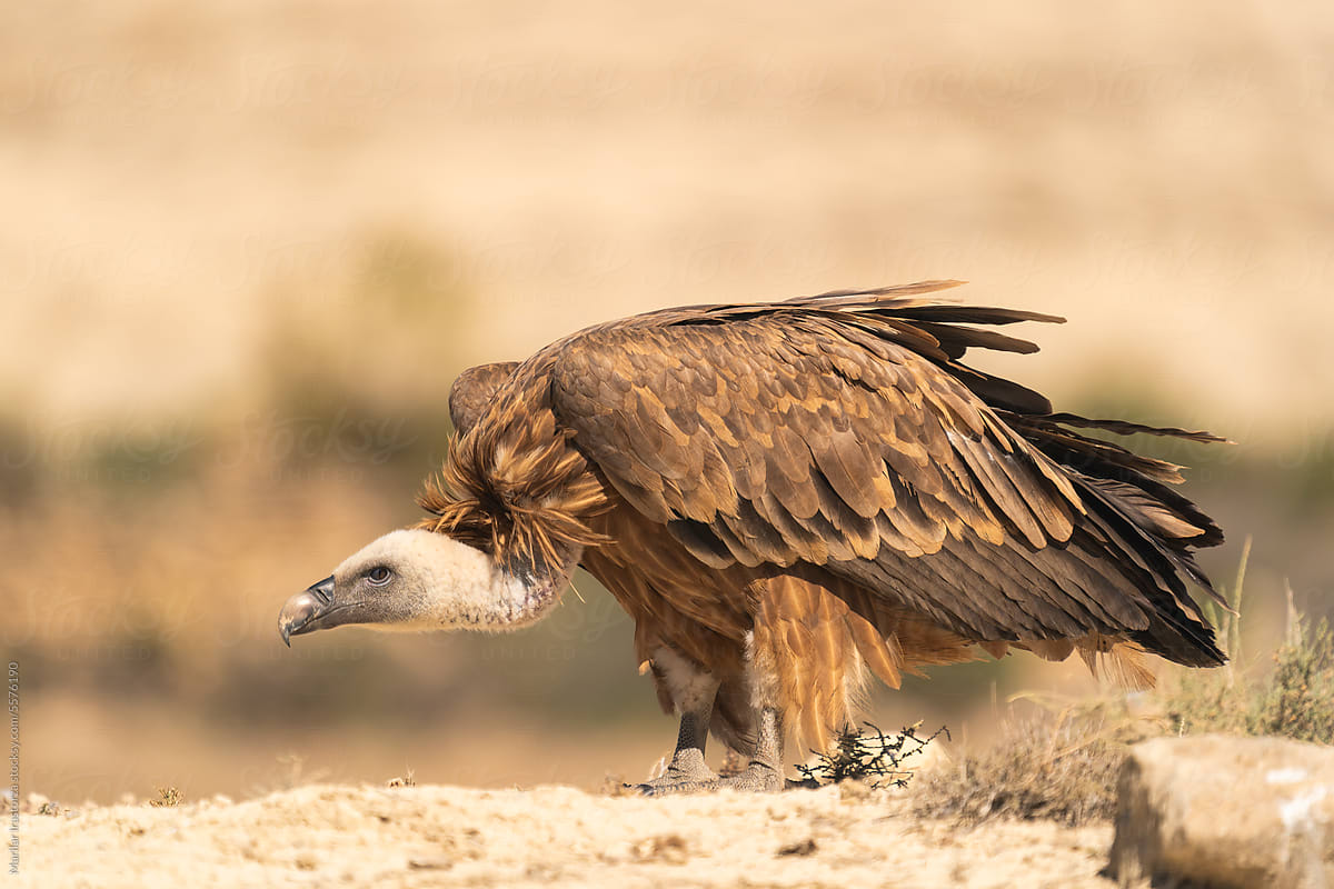 Portrait Of A Crouching Griffon Vulture