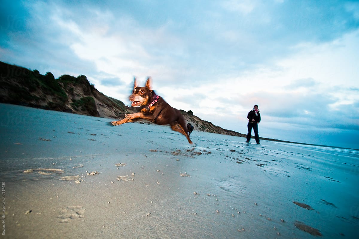 Crazy Miniature Pinscher dogs playing wildly on beach at sunrise in winter