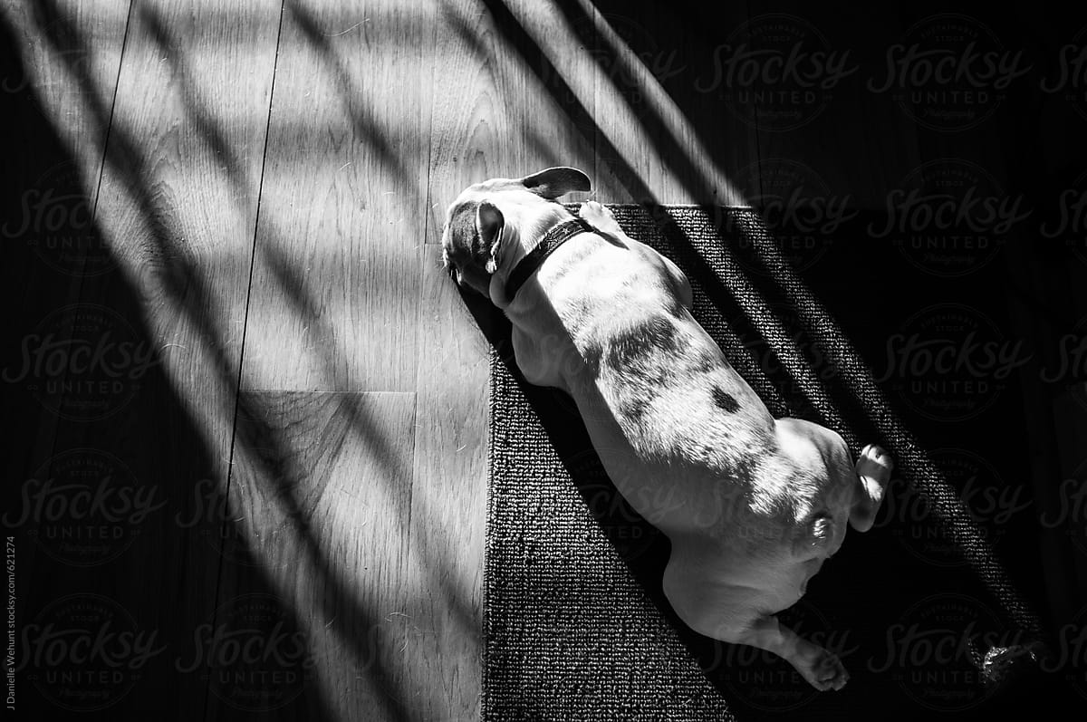 A french bulldog sleeping in the rays of the sun