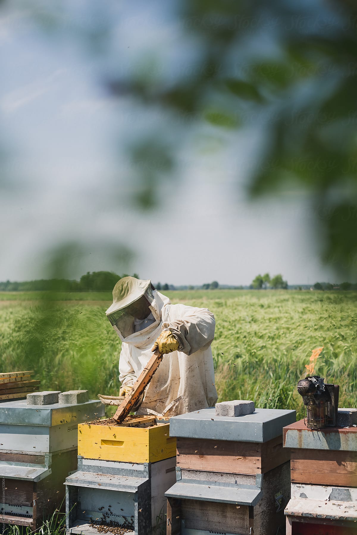 Beekeeper works with bees and beehives on the apiary