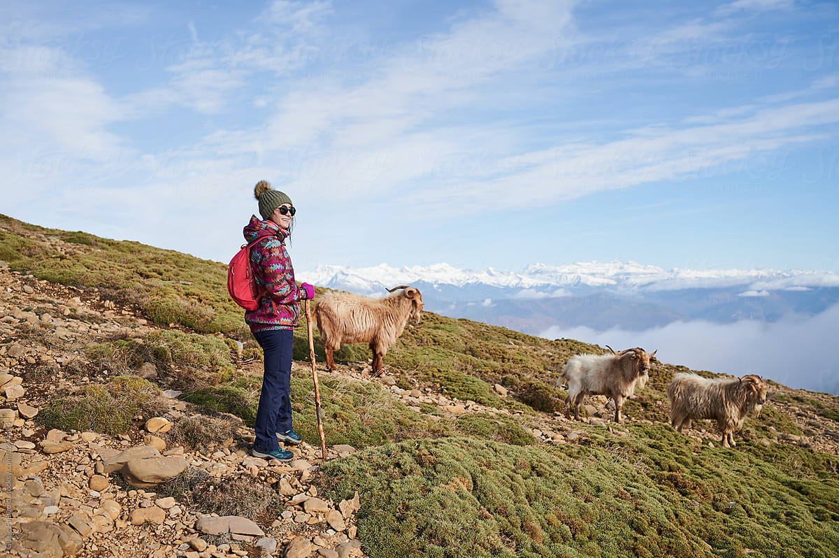 Hiker and mountain goats on slope