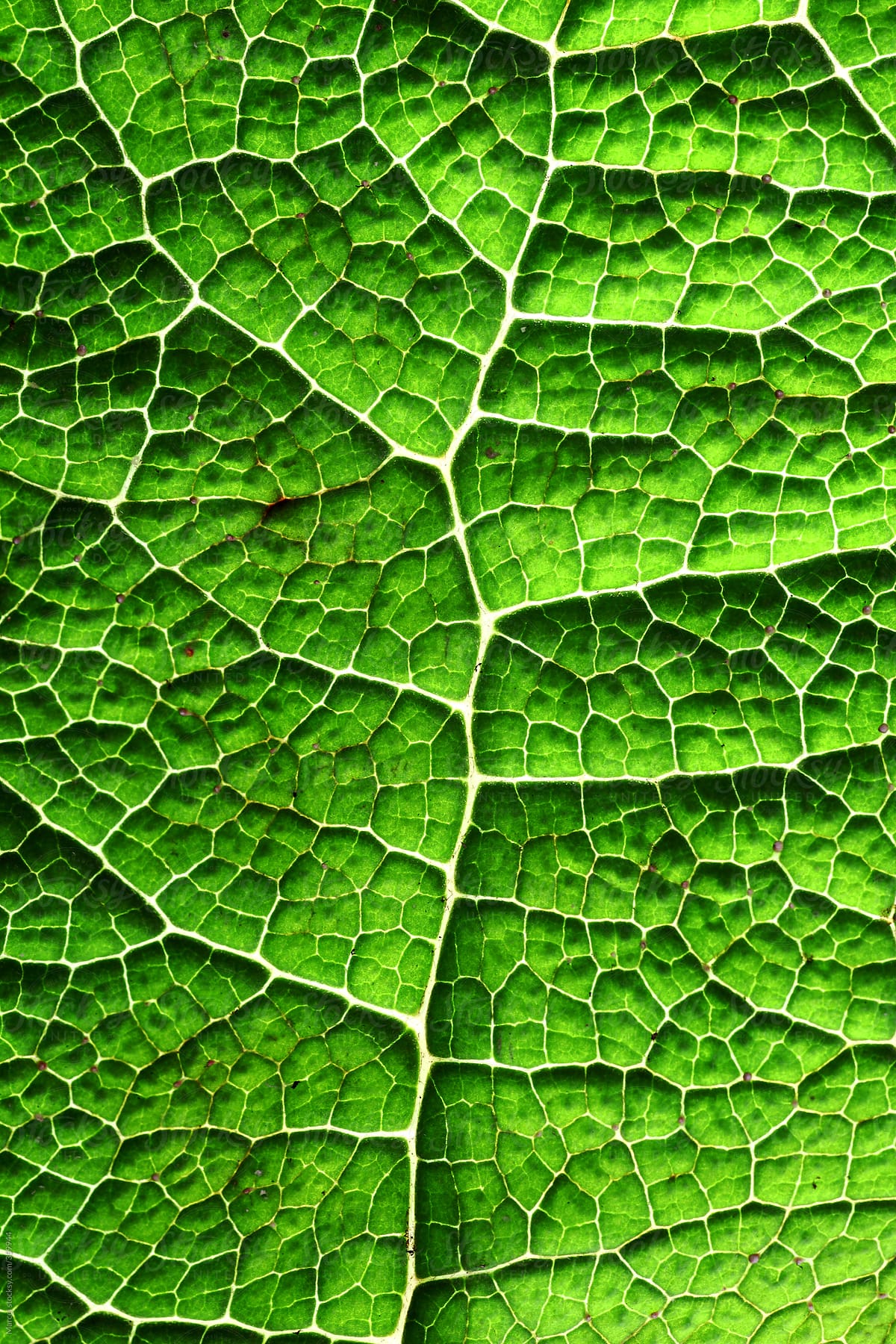 Backlit Gunnera leaf macro