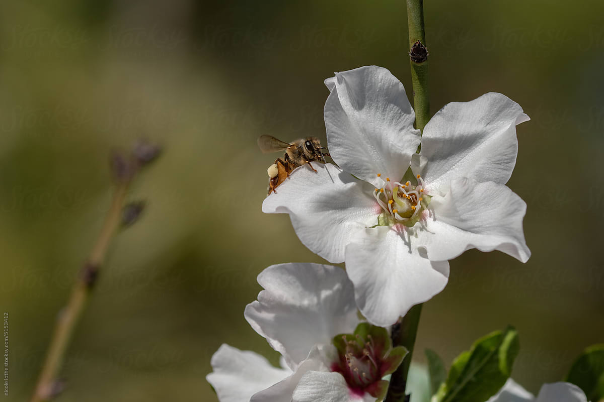 Bee on White flower carrying pollen.