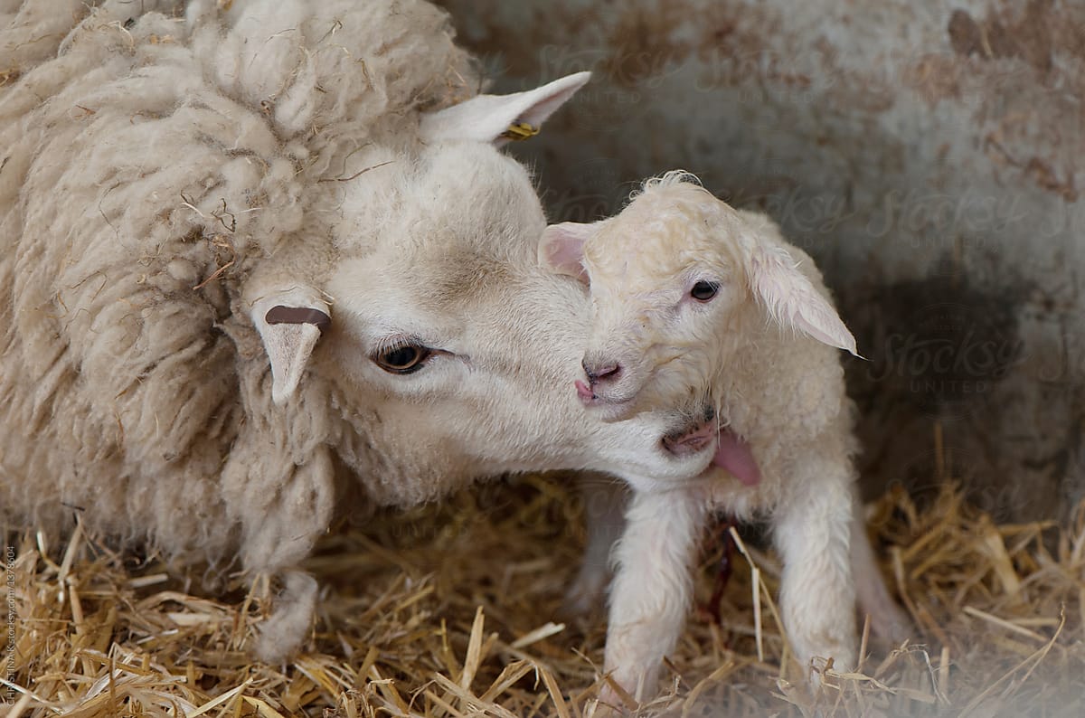Infant lamb, just born and being washed by his mother