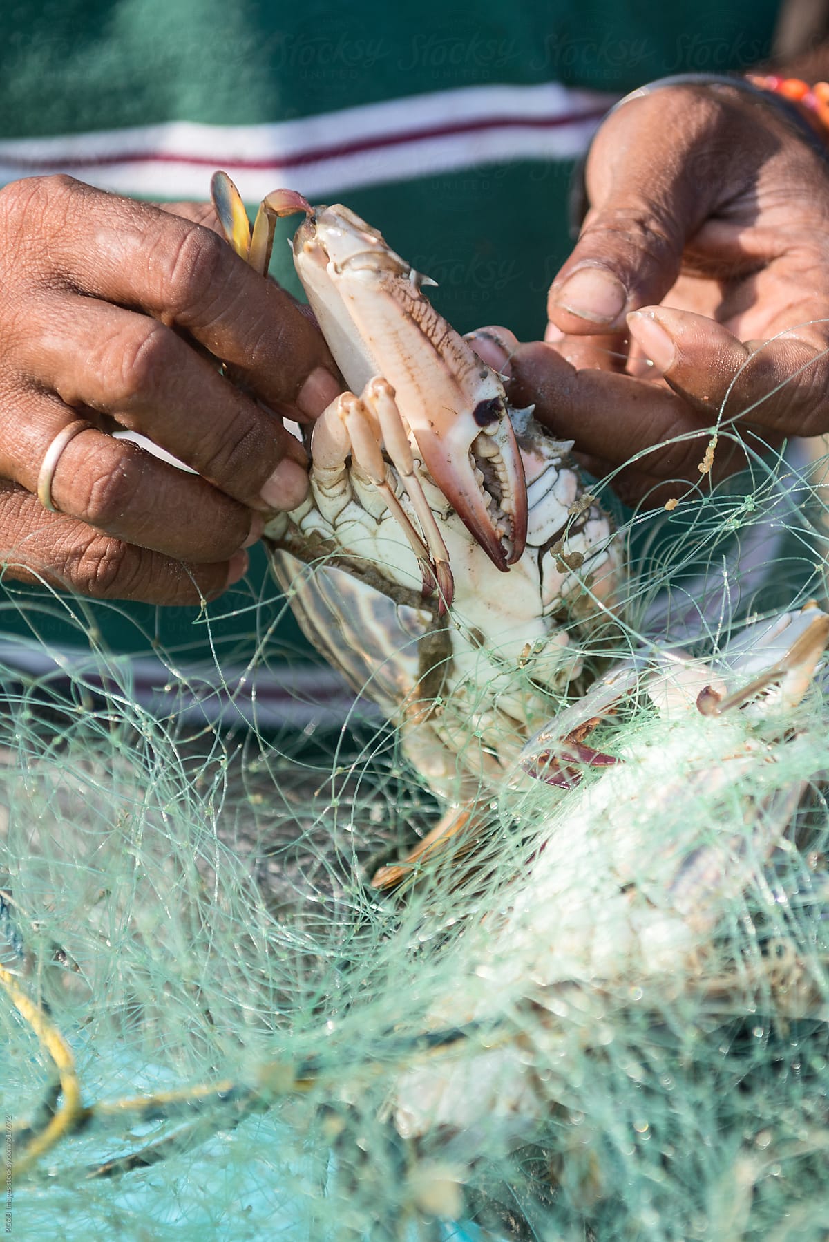 Man Collecting Crab From His Fishing Net Net by Stocksy