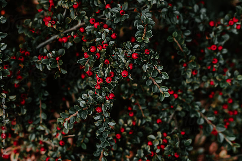 detail of a bush branches with a lot of red tiny berries