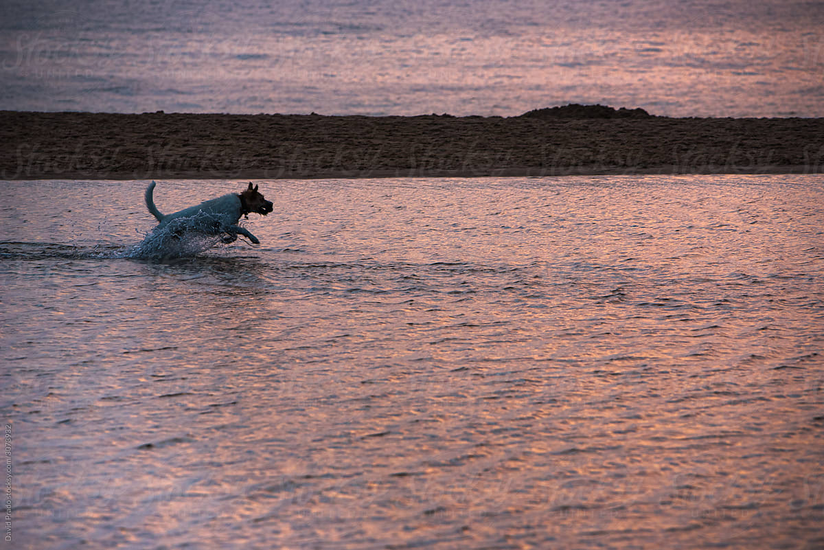 Small Jack Russell Terrier dog running along shoal during sunset