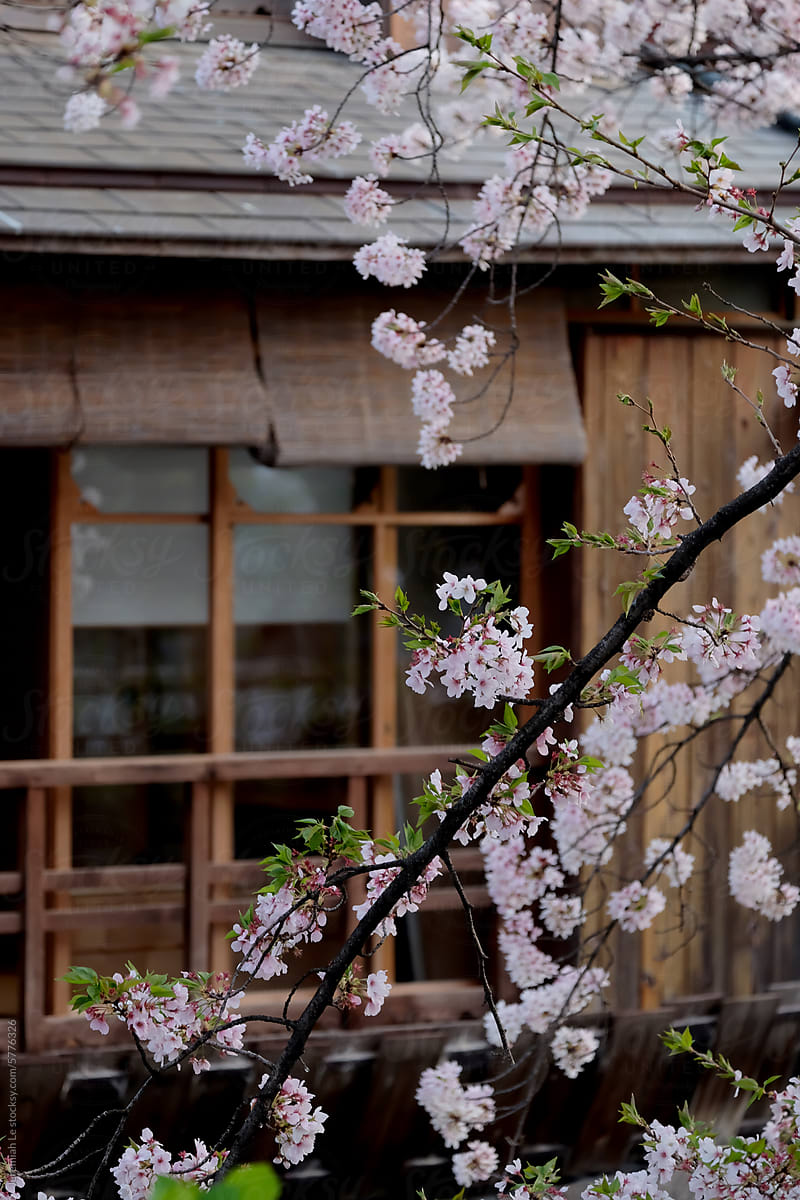 Cherry blossoms in the ancient town