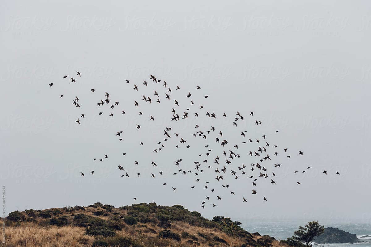 Folk of Birds flying near the beach in the winter
