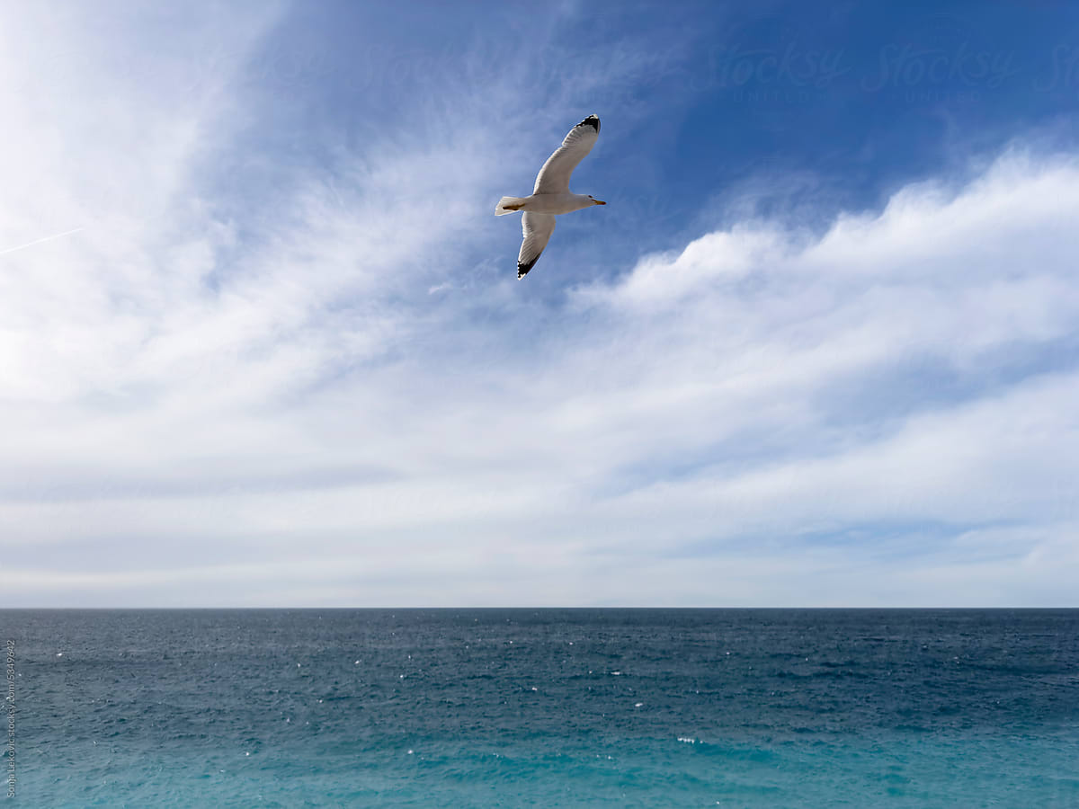 "Seagull Flying Over The Sea" by Stocksy Contributor "Sonja Lekovic
