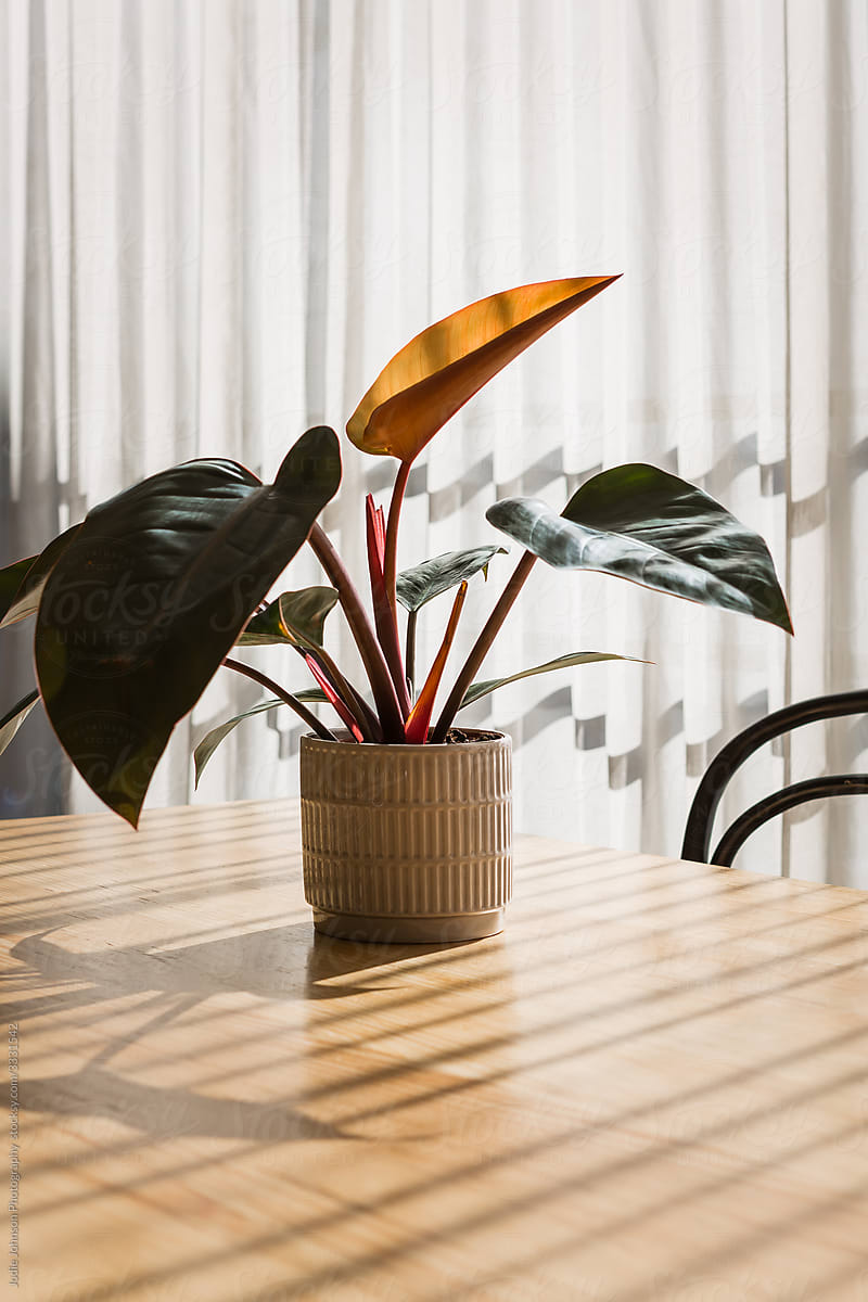 Philodendron indoor plant