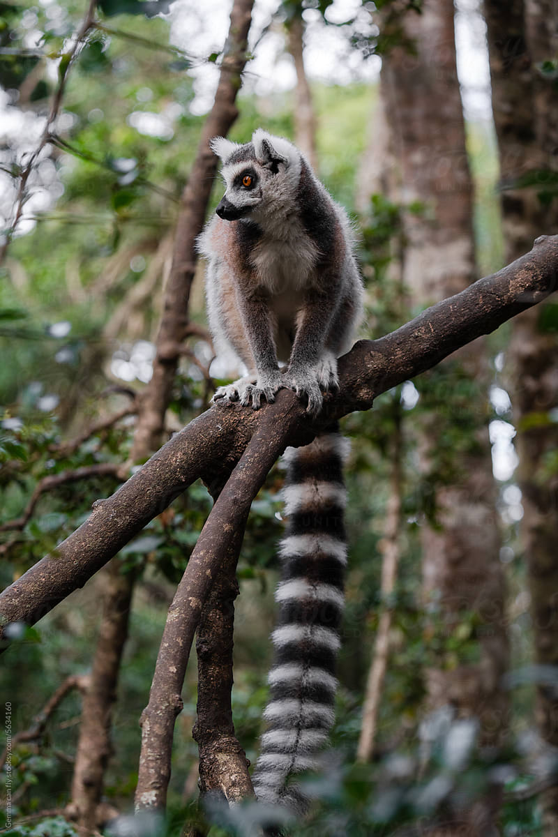 Lemur in a nature reserve