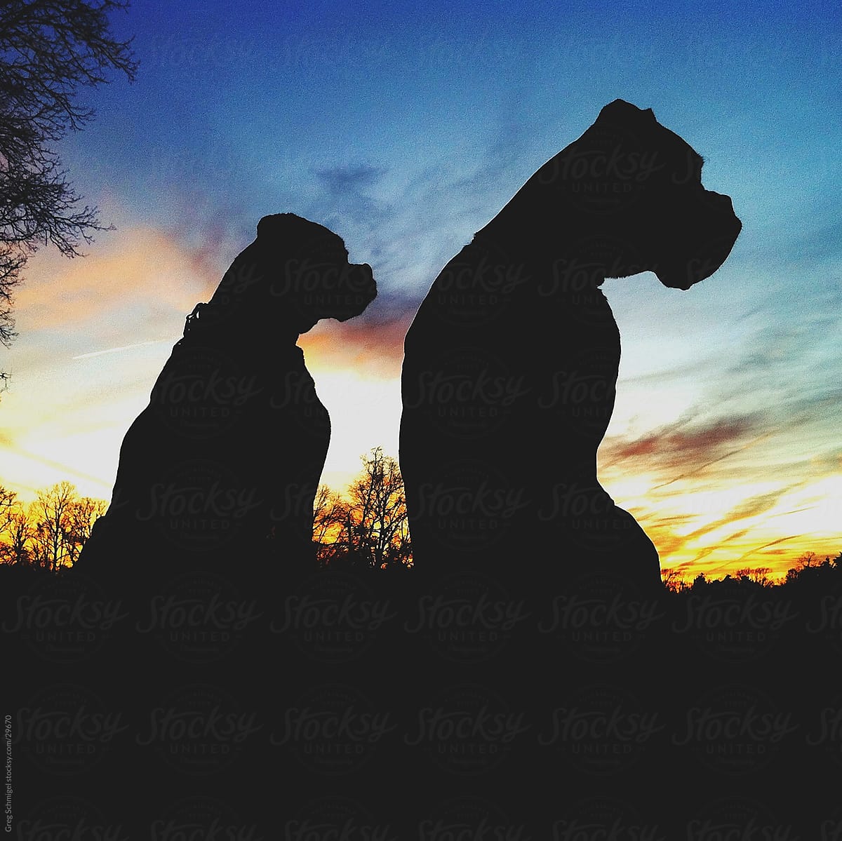 Boxer dogs at sunset